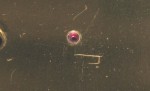 The jewel bearing in the front plate.